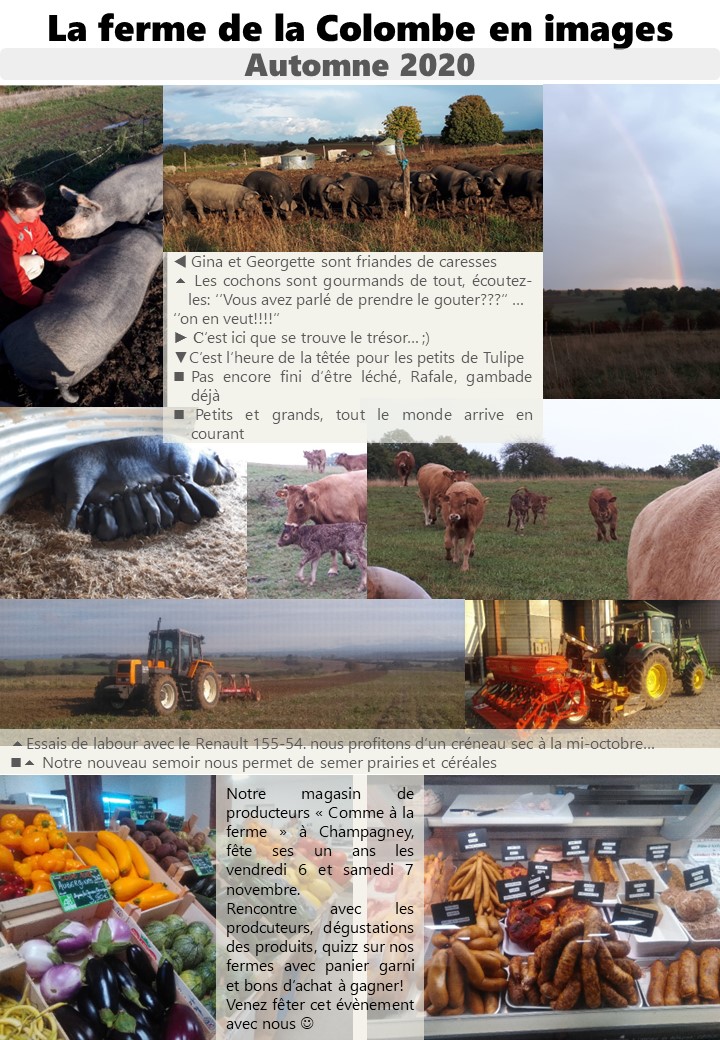 You are currently viewing Nouvelles de la ferme – Automne 2020