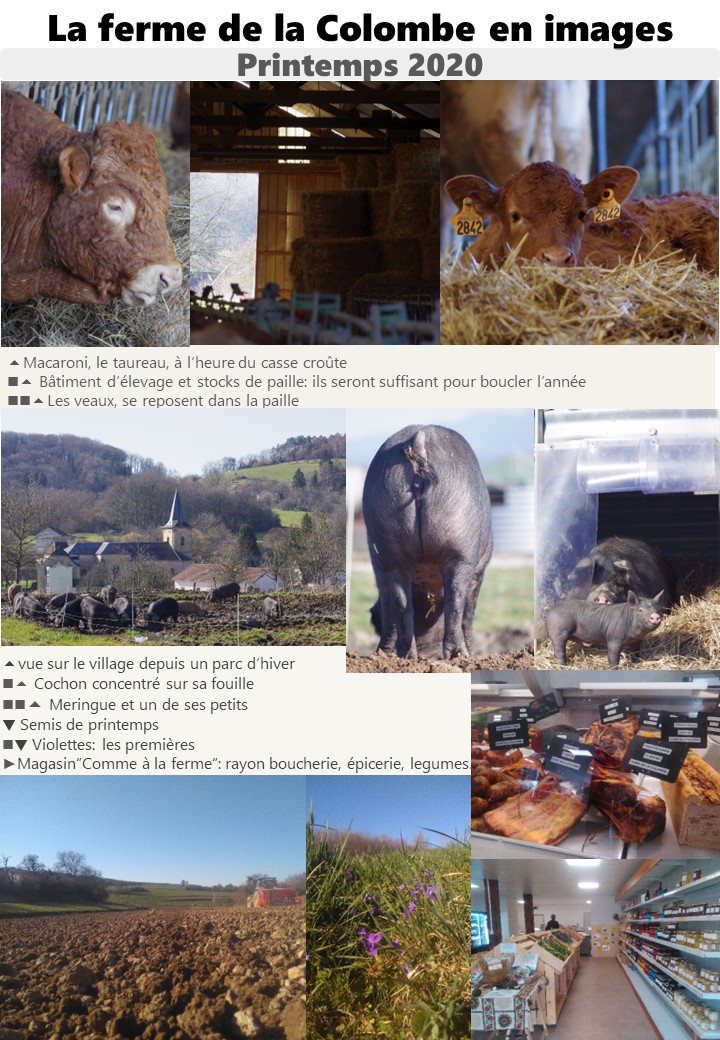 You are currently viewing Nouvelles de la ferme – Printemps 2020