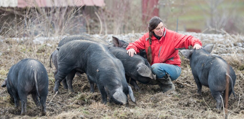 Flora Loridat avec ses Cochons à la Ferme de la Colombe