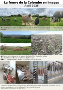 Lire la suite à propos de l’article Nouvelles de la ferme – printemps 2025