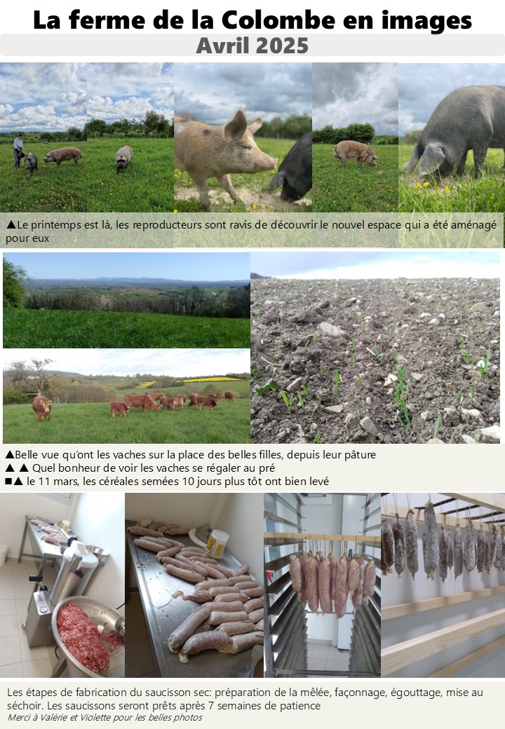 Nouvelles de la ferme – printemps 2025